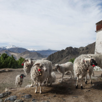 Sheep on Gambo Utse